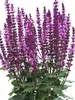 Salvia Midnight Rose