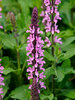 Salvia Midnight Rose