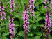 Salvia Midnight Rose
