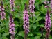 Salvia Midnight Rose