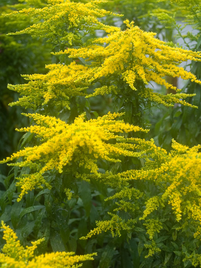 Solidago Peter -- Bluestone Perennials