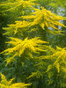 Solidago Peter-Pan