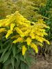 Solidago Peter-Pan