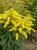 Solidago Peter-Pan