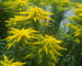 Solidago Peter-Pan