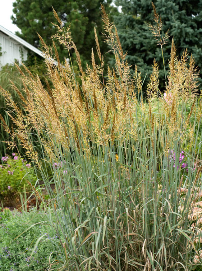 Sorghastrum Sioux-Blue