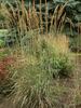 Sorghastrum Sioux-Blue