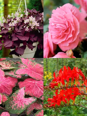 Link to Summer Patio Annual Collection