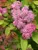 Spiraea Big Bang