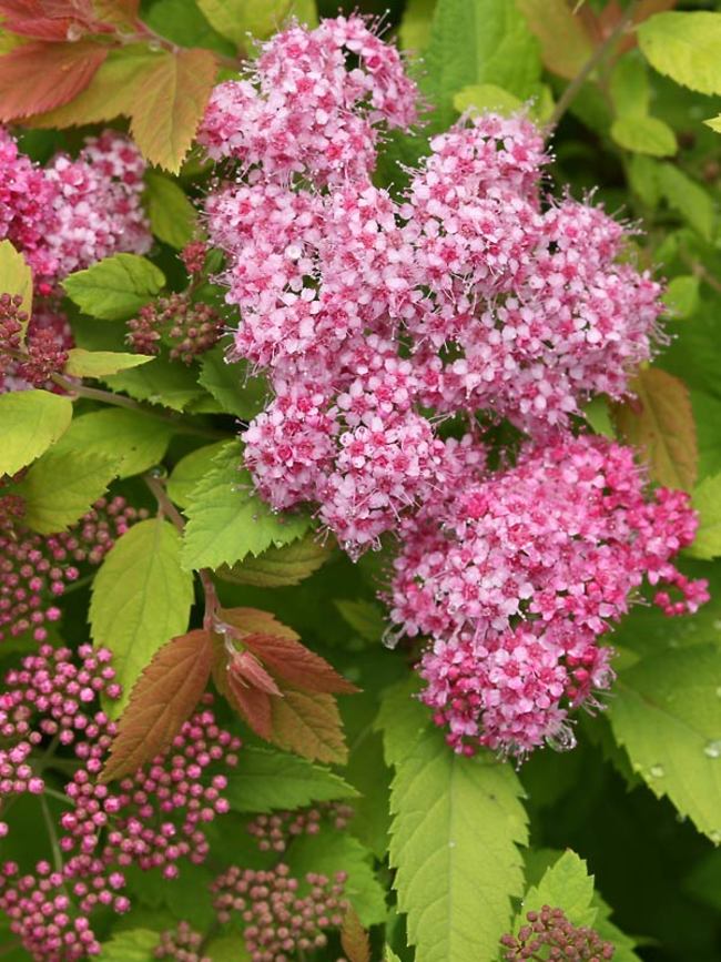 Spiraea Big Bang