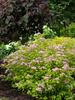 Spiraea Big Bang