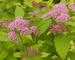 Spiraea Big Bang