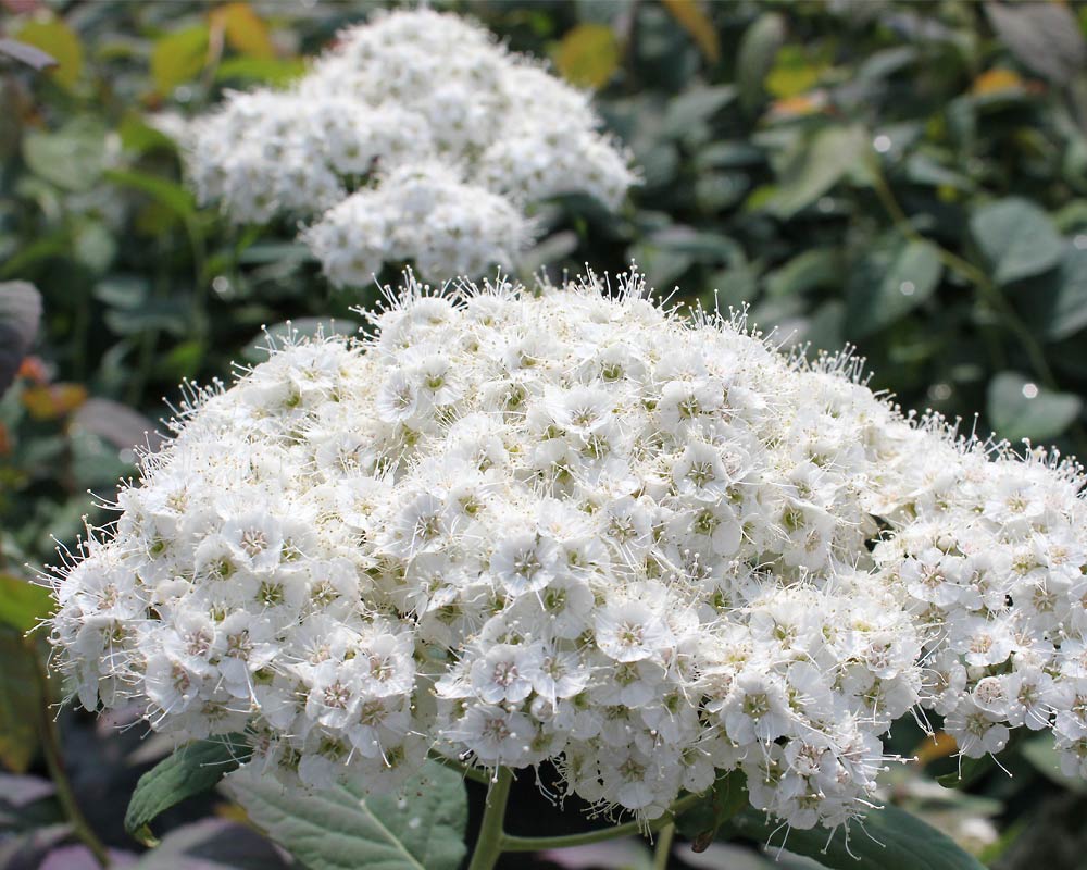 Spiraea Blue Kazoo | Bluestone Perennials
