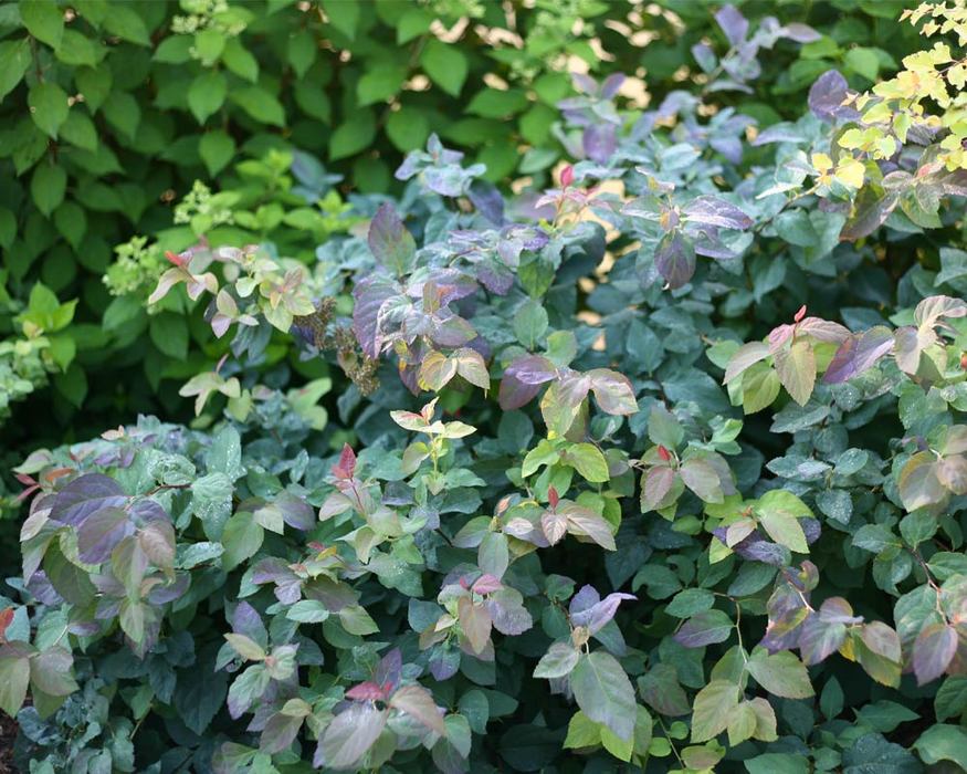Spiraea Blue Kazoo Bluestone Perennials