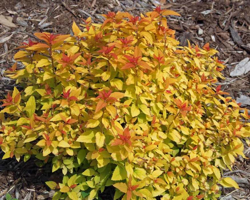 Spiraea Candy Corn Bluestone Perennials