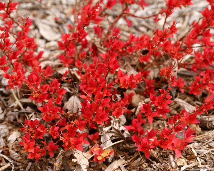 Spiraea Candy Corn Bluestone Perennials