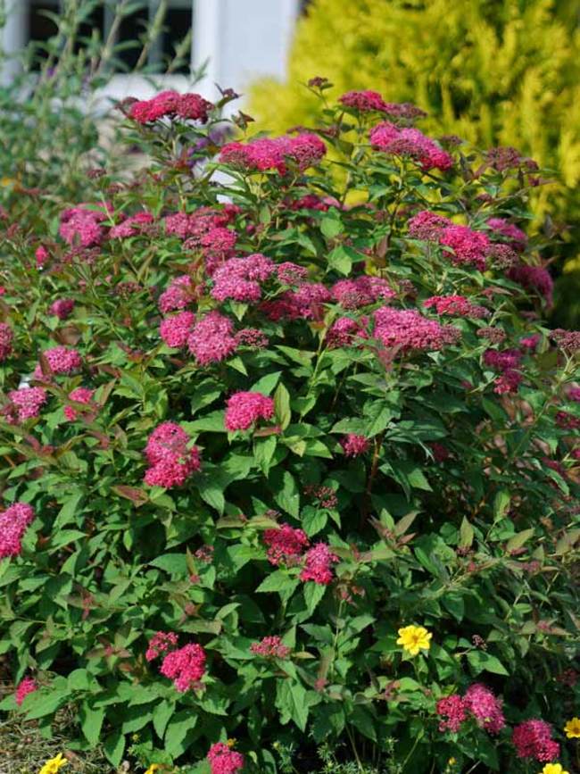 Spirea Double Play Doozie