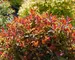 Spirea Double Play Doozie