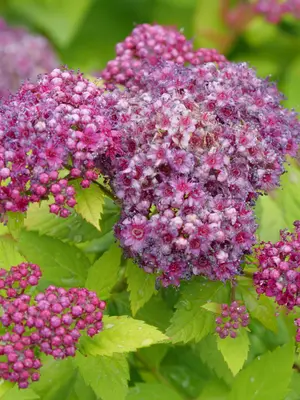 Link to Spiraea Double Play Dolly&reg;