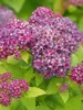 Spiraea Double Play Dolly