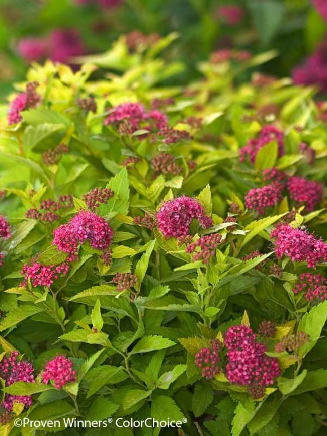 Spiraea Double Play Gold