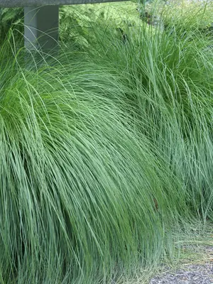 Link to Sporobolus Heterolepis