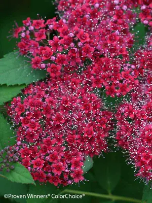 Link to Spiraea Double Play&reg; Red