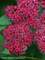 Spiraea Double Play Red