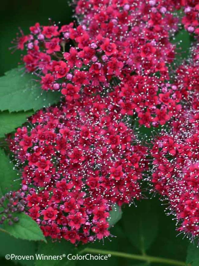 grundlæggende Ungdom Simuler Spiraea Double Play Red | Bluestone Perennials