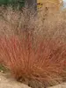 Sporobolus Heterolepis Tara