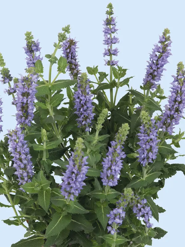 Salvia Salute Ice Blue