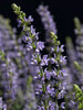 Salvia Salute Ice Blue