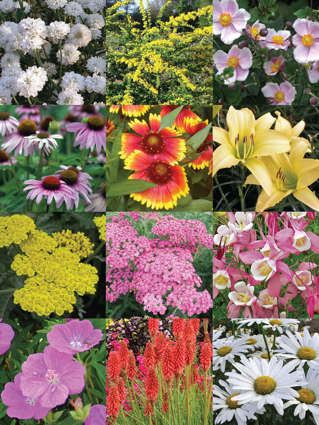 Image of Perennials