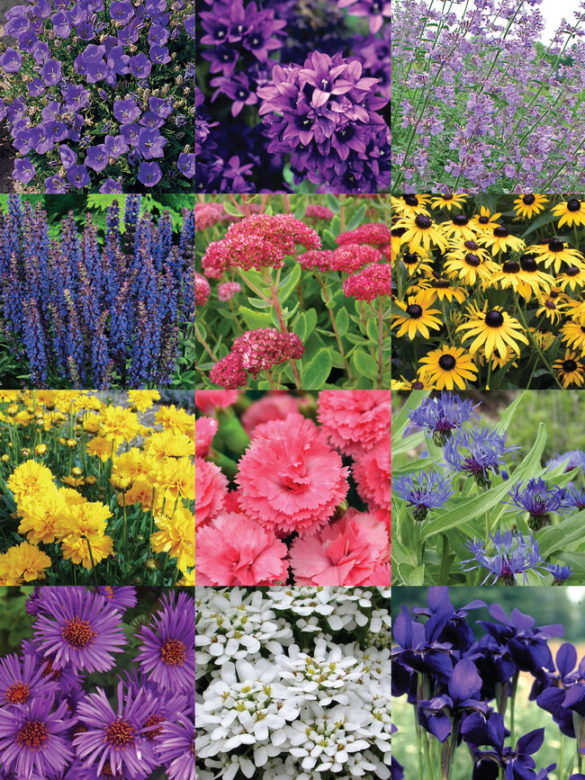 Starter Garden | Bluestone Perennials