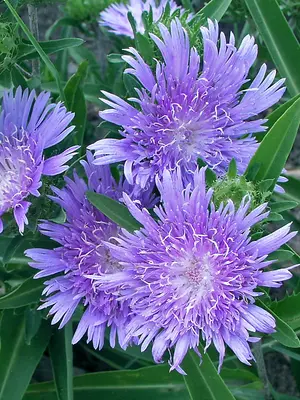 Link to Stokesia Bluestone