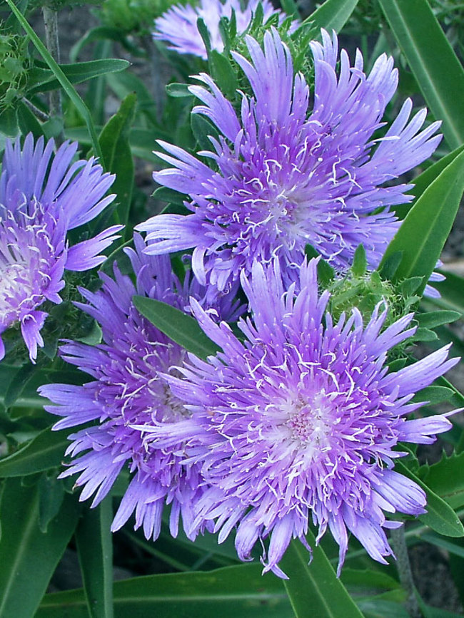 Stokesia Bluestone