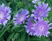 Stokesia Bluestone