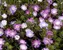 Stokesia Color-Wheel