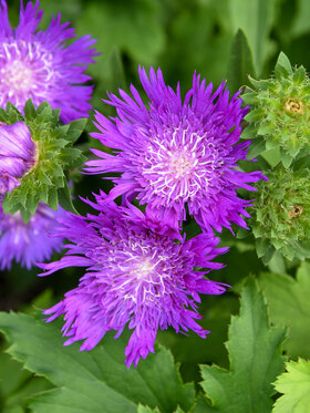 Photo of Stokesia Honeysong Purple