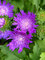 Stokesia Honeysong Purple