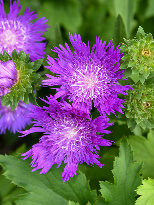 Stokesia Honeysong Purple