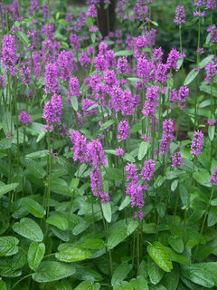 Stachys