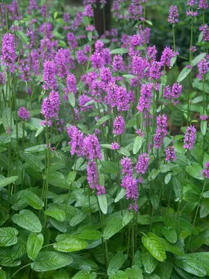 Link to Stachys Hummelo