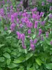 Stachys Hummelo