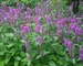 Stachys Hummelo