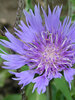 Stokesia Klaus-Jelitto