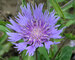 Stokesia Klaus-Jelitto