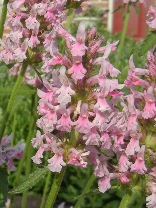Stachys Pink Cotton Candy