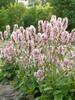 Stachys Pink Cotton Candy