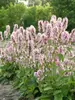 Stachys Pink Cotton Candy